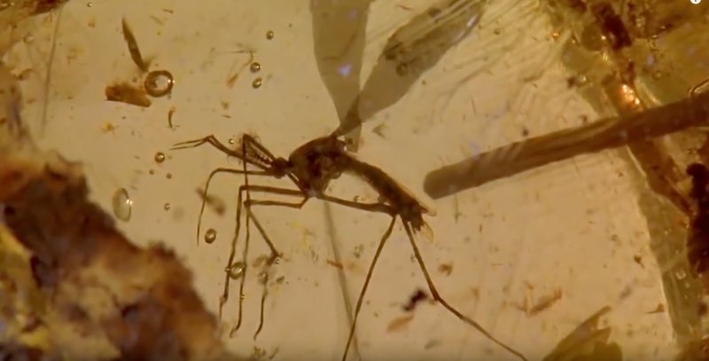 Extração do material genético em um mosquito preso em âmbar.